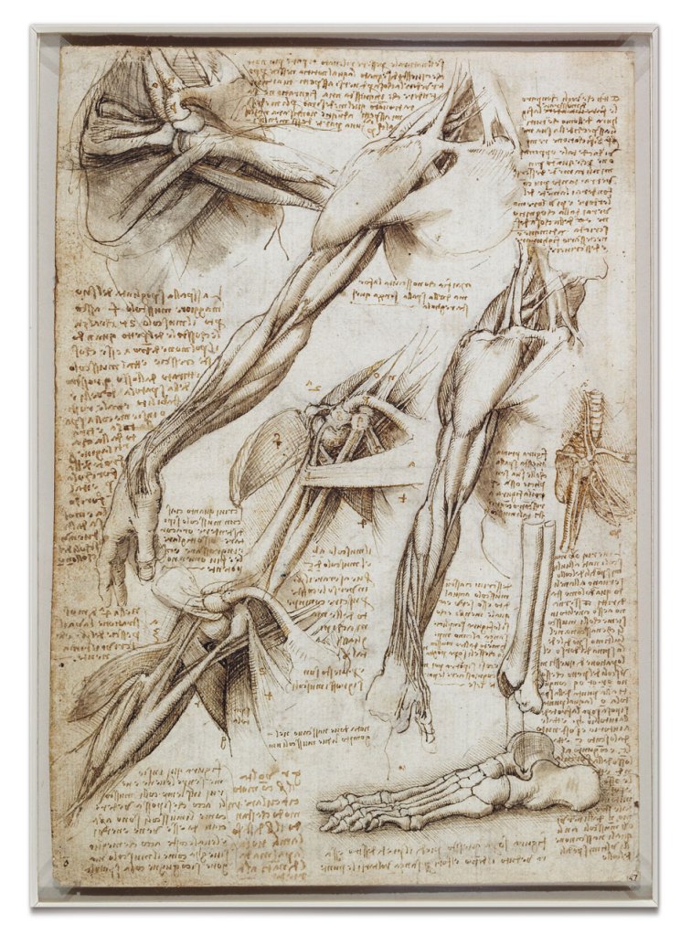 The muscles of the shoulder and arm, and the bones of the foot (c.1510–11) (Royal Collection Trust, Queen Elizabeth 2012)